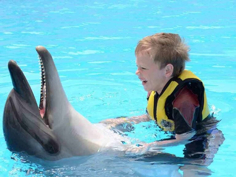 плавание с дельфинами в Хургаде (5 - 10 мин) 35 dolphin show hurghada 14