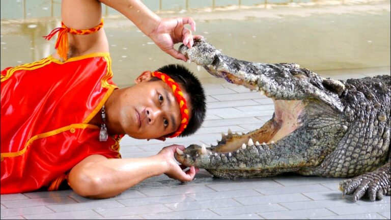 crocodl